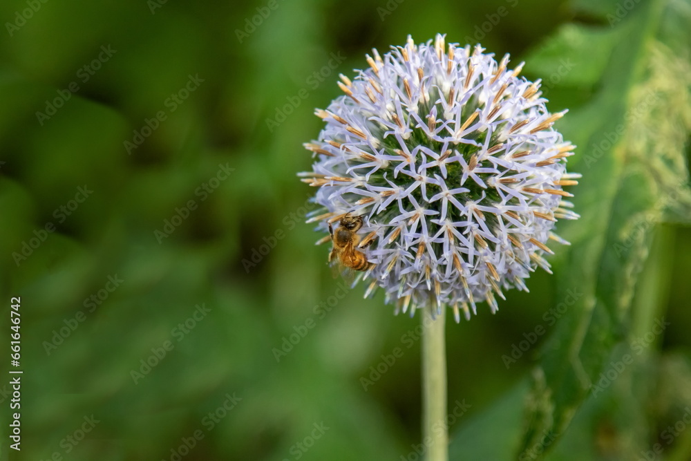 Honigbiene auf Kugeldistel Honigbiene auf Kugeldistel