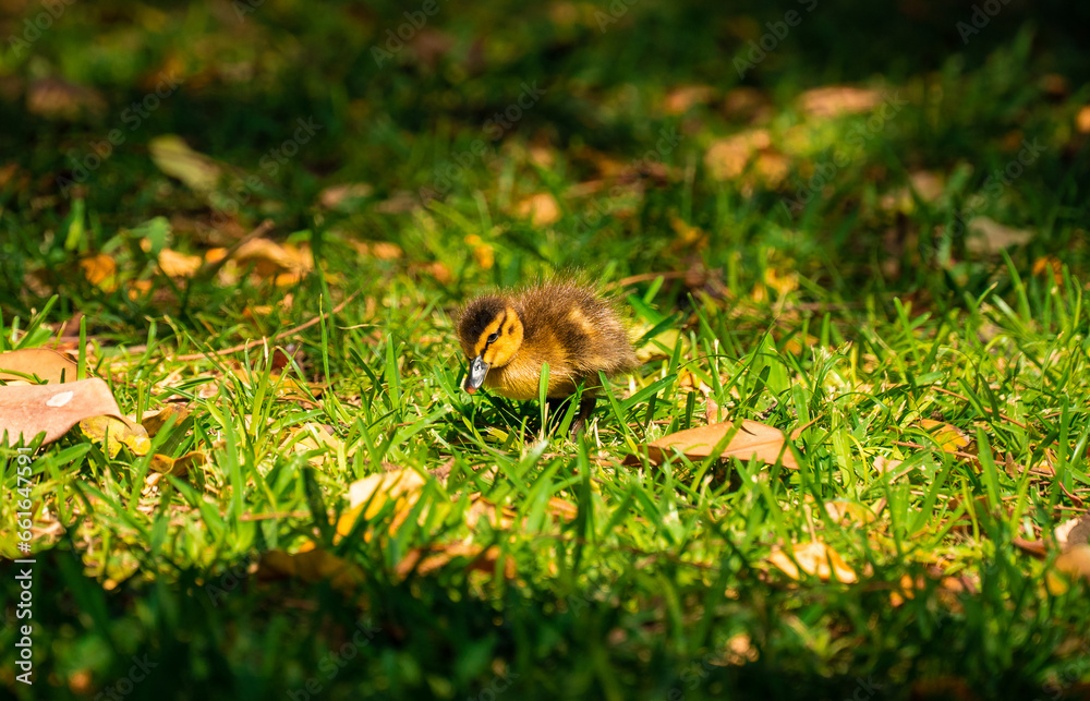 Chick in the Sun Chick in the Sun