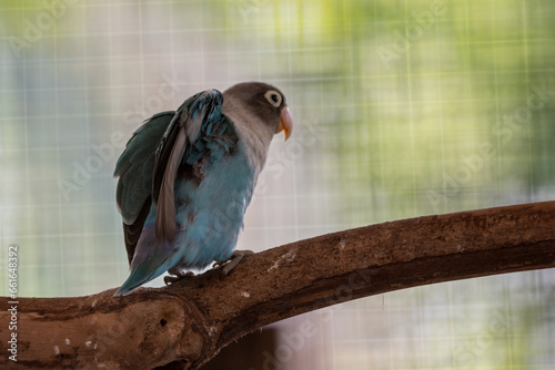 Lovebird is the common name for the genus Agapornis, a small group of parrots in the Old World parrot family Psittaculidae
