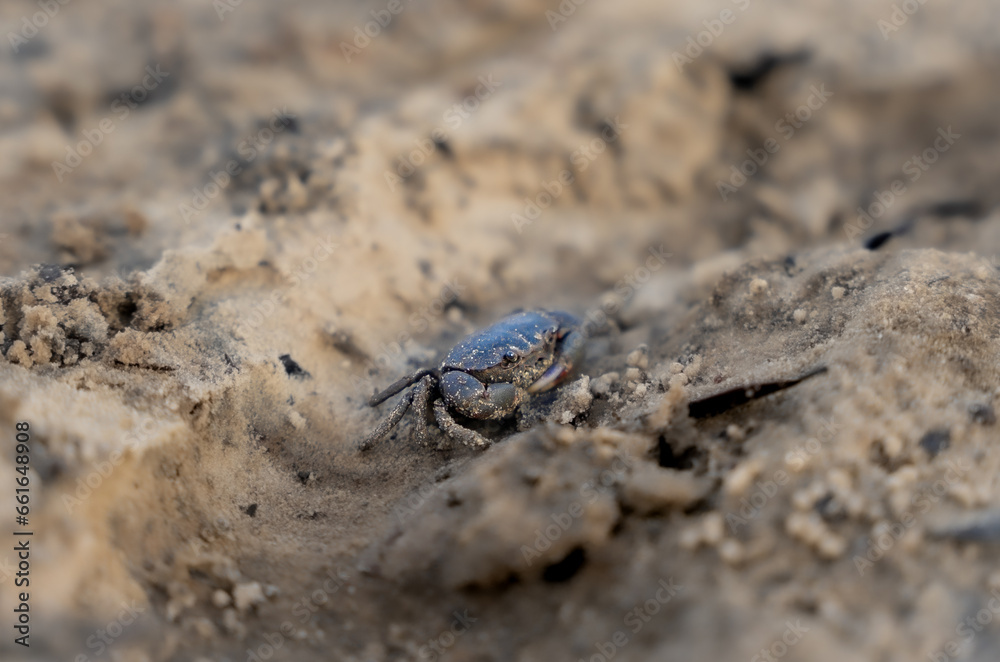 Crab Crab