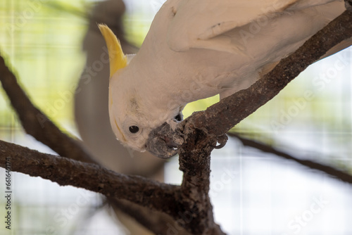 Close up of The sulphur crested cockatoo, Cacatua galerita photo