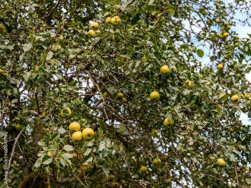 Apfelbaum im Mostiertel, Ybbstal, Niederösterreich