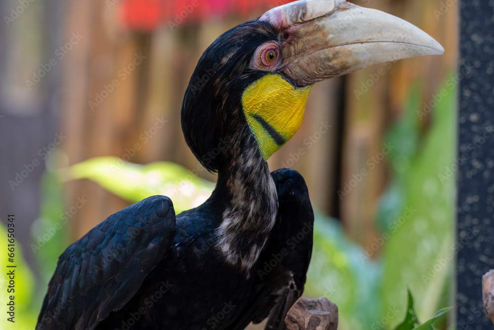 Naklejka premium Close up of a female Rhyticeros undulatus bird, The wreathed hornbill is perching on a tree in Borneo forest