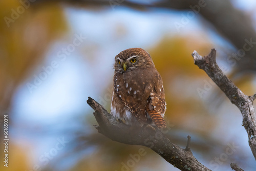 Ferruginous Pygmy owl, Glaucidium brasilianum, Calden forest, La Pampa Province, Patagonia, Argentina. photo