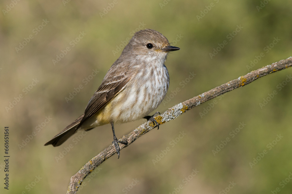 Vermilion Flycatcher female, perched, La Pampa, Argentina Vermilion Flycatcher female, perched, La Pampa, Argentina