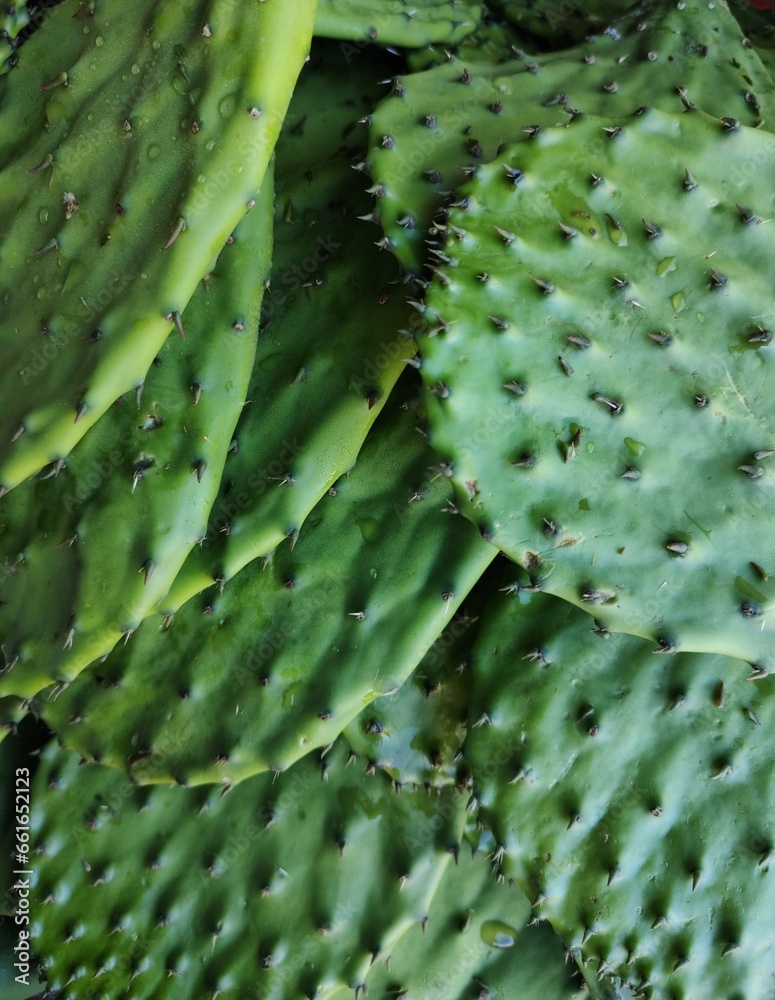 Fototapeta premium Nopales vegetables