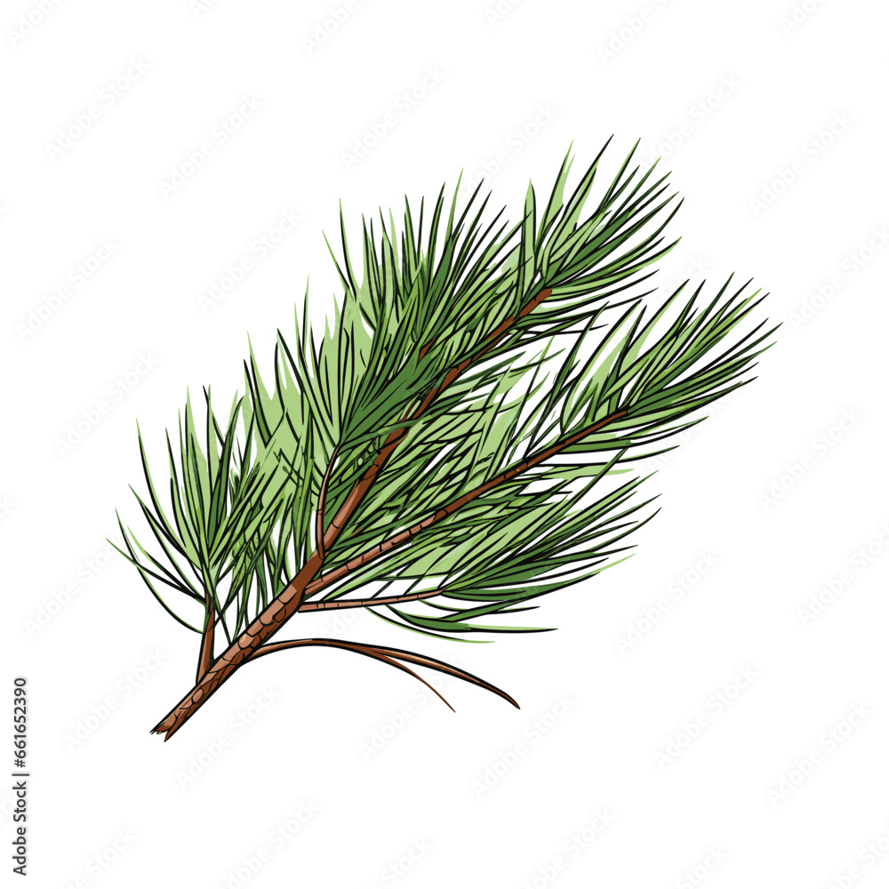 Hand Drawn Flat Color Pine Needle Illustration Hand Drawn Flat Color Pine Needle Illustration