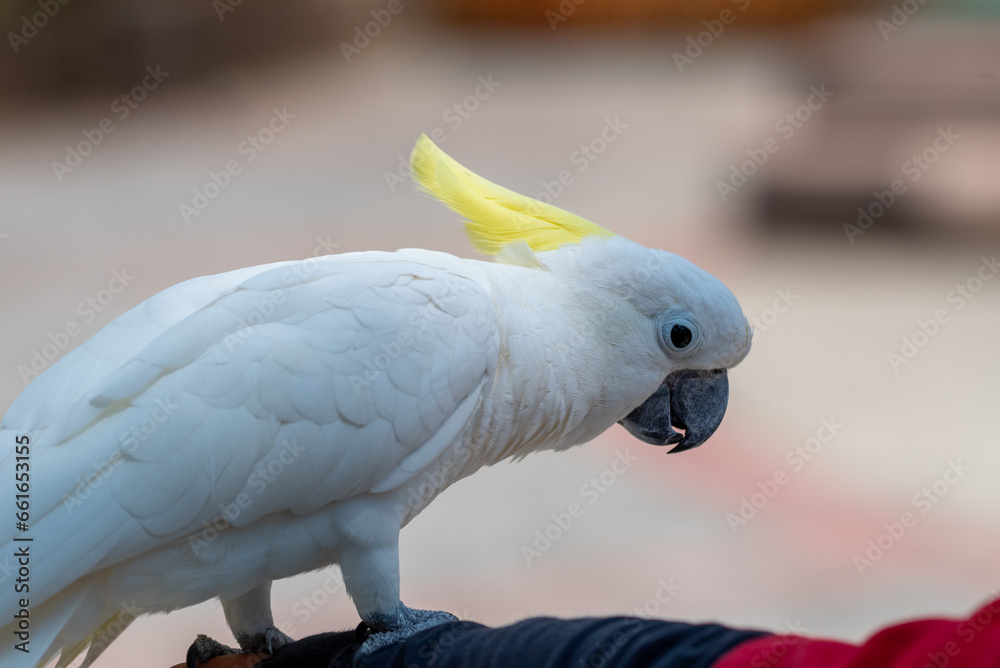 Obraz premium Close up of The sulphur crested cockatoo, Cacatua galerita