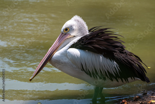 The Australian pelican, Pelecanus conspicillatus is a large waterbird in the family Pelecanidae