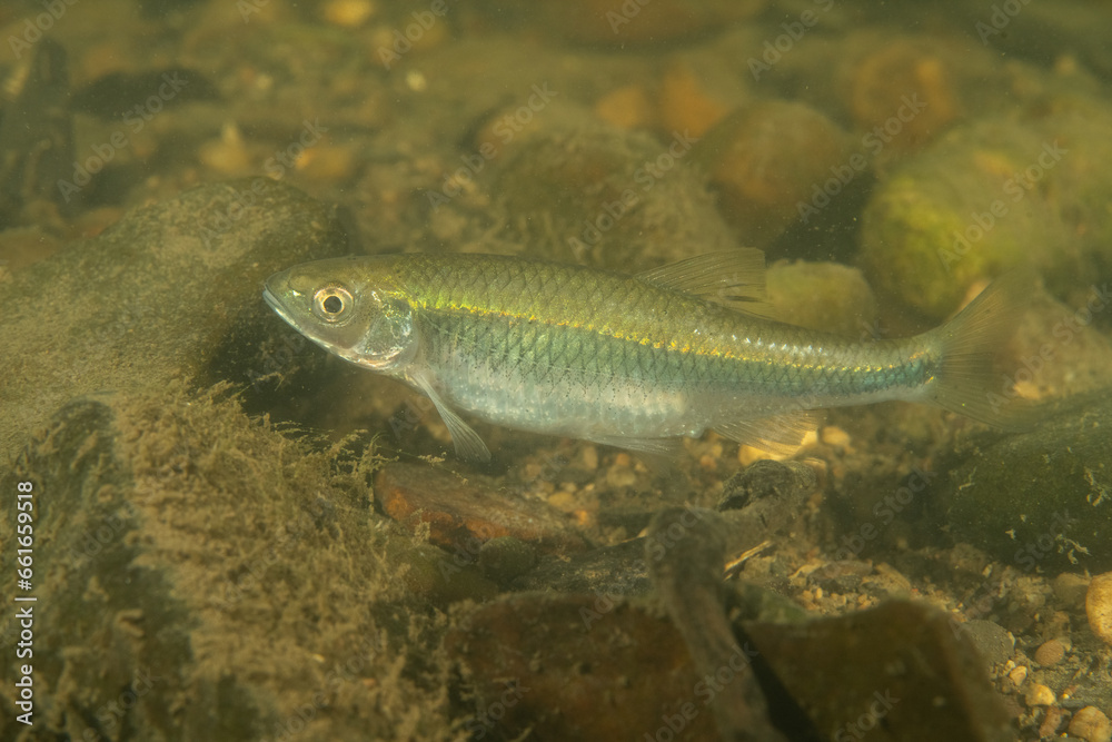 Striped shiner in a river