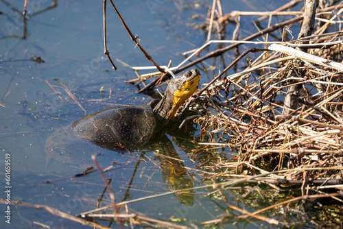 Blanding's turtle in a marsh photo