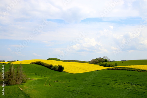 Rape field in green company and blue sky in May