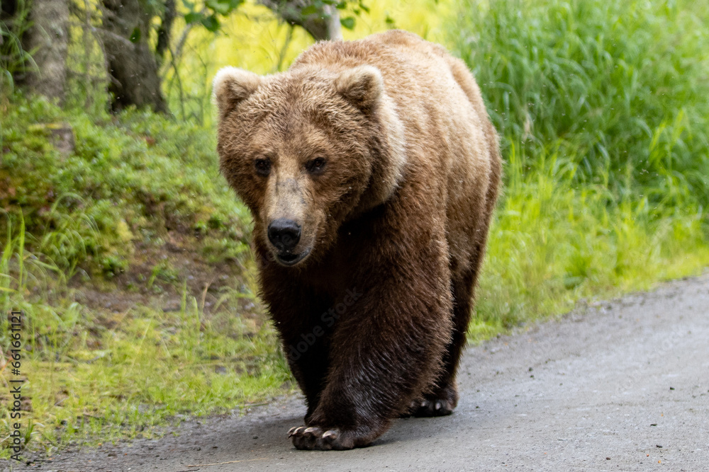 Obraz premium A large female grizzly / brown bear (sow) in Katmai National Park, Alaska, USA, on July 20, 2023. 