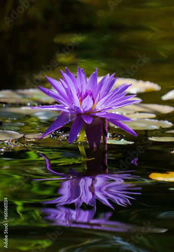 Foto flower purple water lily nymphea blooms on a pond in a botanical garden