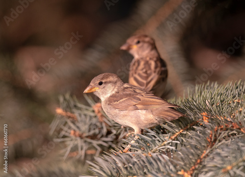 Juvenile House Sparrow learningto forage for food at, or near, bird feeders © photobyjimshane
