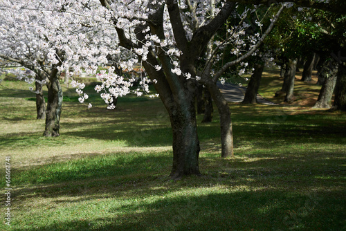 美しいソメイヨシノの桜の木