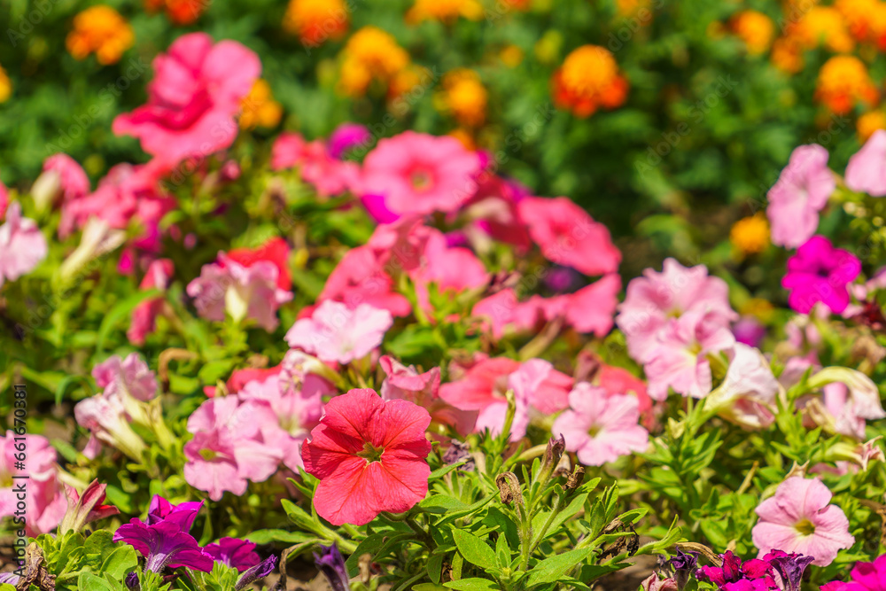 Very beautiful flowers in the flowerbed. Background with selective focus and copy space