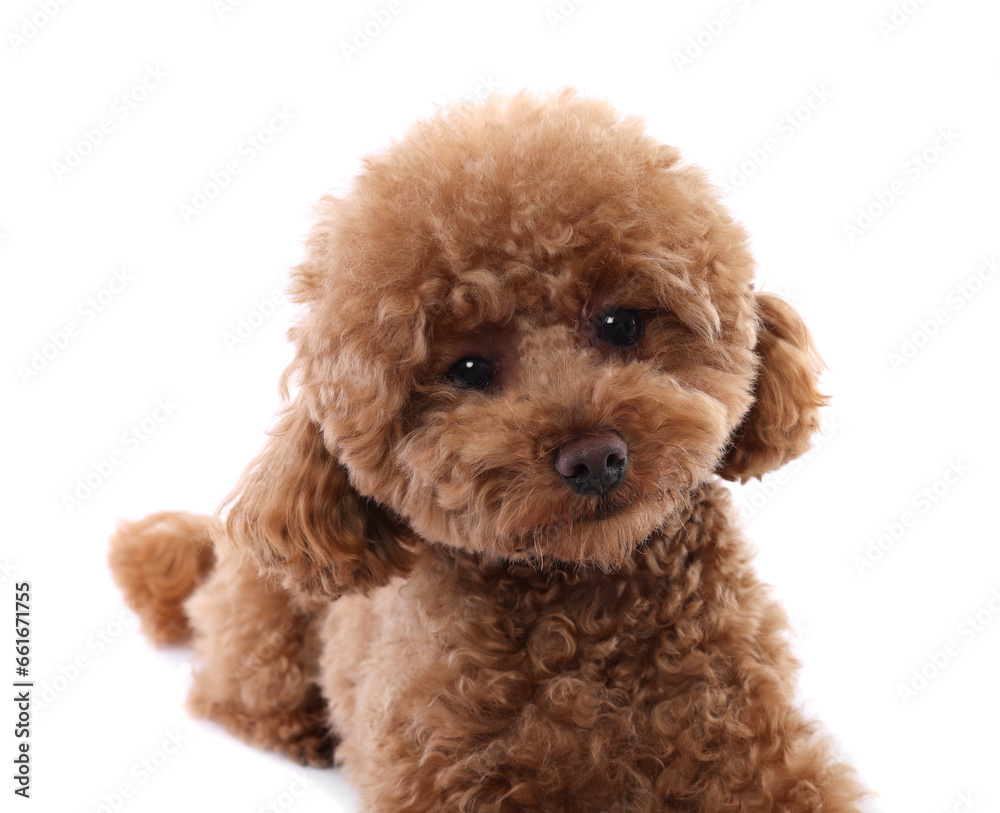 Cute Maltipoo dog on white background. Lovely pet Cute Maltipoo dog on white background. Lovely pet