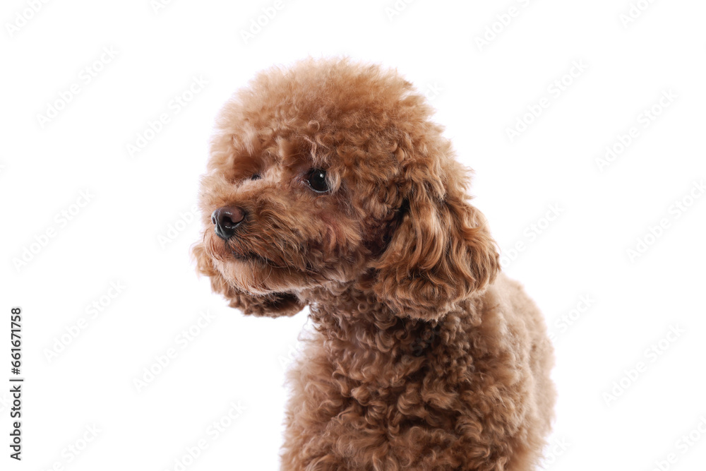 Cute Maltipoo dog on white background. Lovely pet Cute Maltipoo dog on white background. Lovely pet