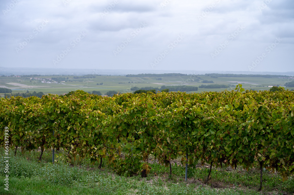 Harvest time in Cognac white wine region, Charente, ripe ready to harvest ugni blanc grape uses for Cognac strong spirits distillation, France Harvest time in Cognac white wine region, Charente, ripe ready to harvest ugni blanc grape uses for Cognac strong spirits distillation, France