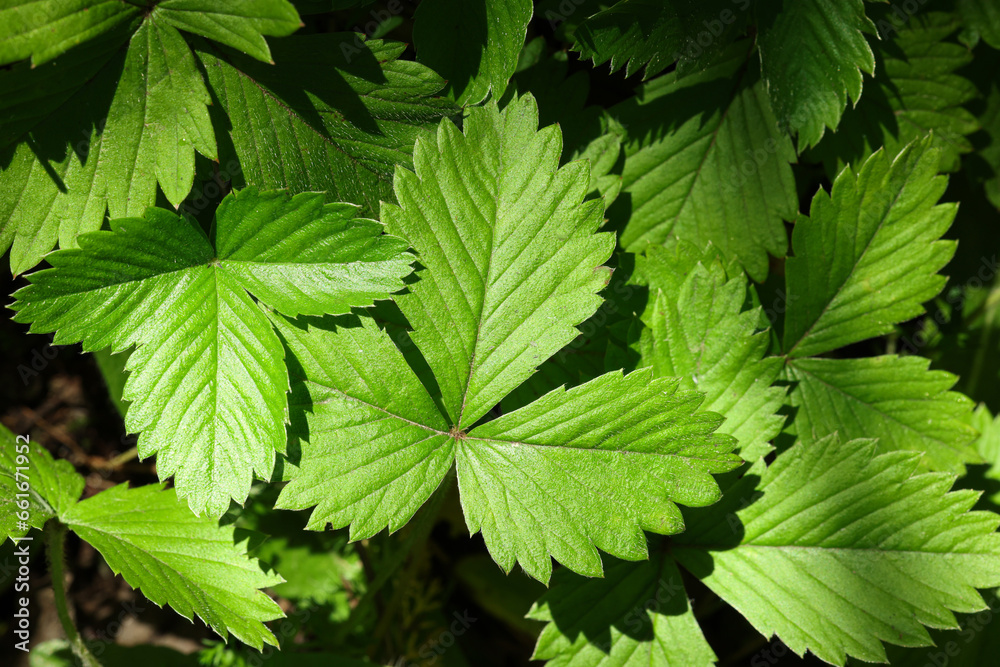 Many wild strawberry leaves as background, closeup Many wild strawberry leaves as background, closeup