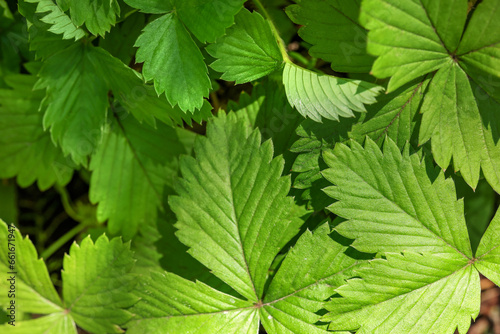 Many wild strawberry leaves as background, closeup