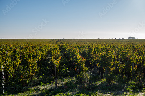 Green vineyards with rows of red Cabernet Sauvignon grape variety of Haut-Medoc vineyards in Bordeaux, left bank of Gironde Estuary, France, ready to harvest