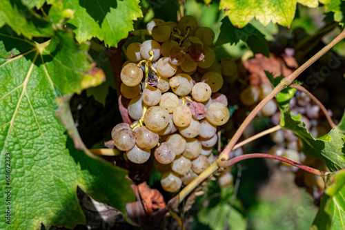 Ripe ready to harvest Semillon white grape on Sauternes vineyards in Barsac village affected by Botrytis cinerea noble rot, making of sweet dessert Sauternes wines in Bordeaux, France