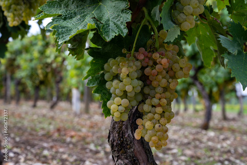 Harvest time in Cognac white wine region, Charente, ripe ready to harvest ugni blanc grape uses for Cognac strong spirits distillation, France photo