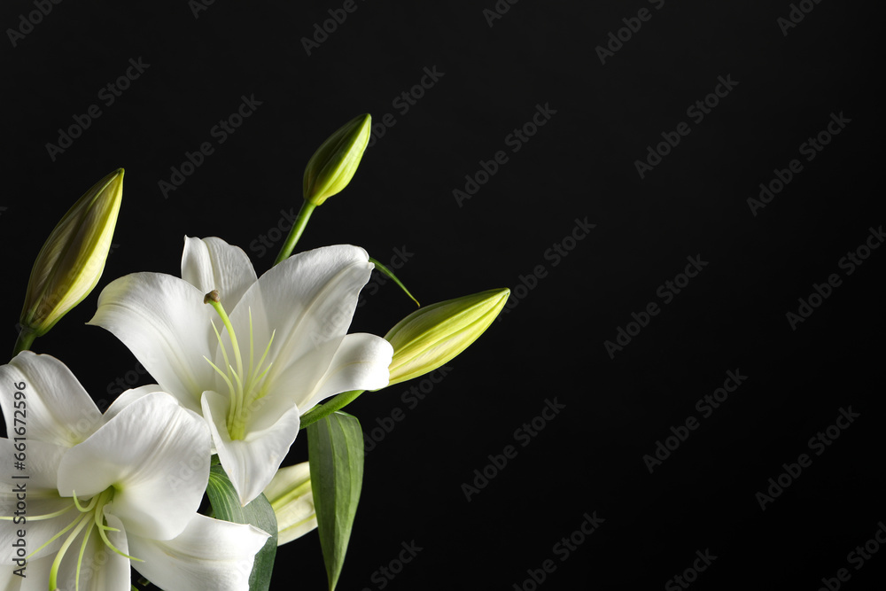 Fototapeta premium Beautiful white lily flowers on black background, space for text