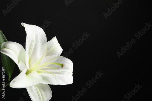Beautiful white lily flower on black background  closeup. Space for text