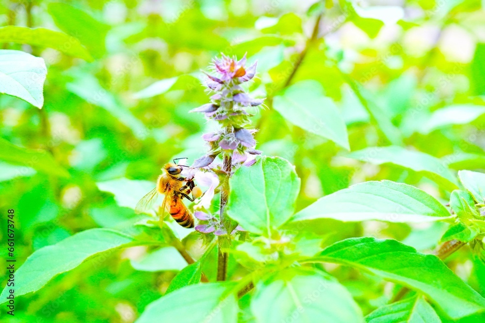 青々としたトゥルシーの葉を背景に小さな紫のホーリーバジルの花の蜜を集める蜜蜂のアップ 青々としたトゥルシーの葉を背景に小さな紫のホーリーバジルの花の蜜を集める蜜蜂のアップ