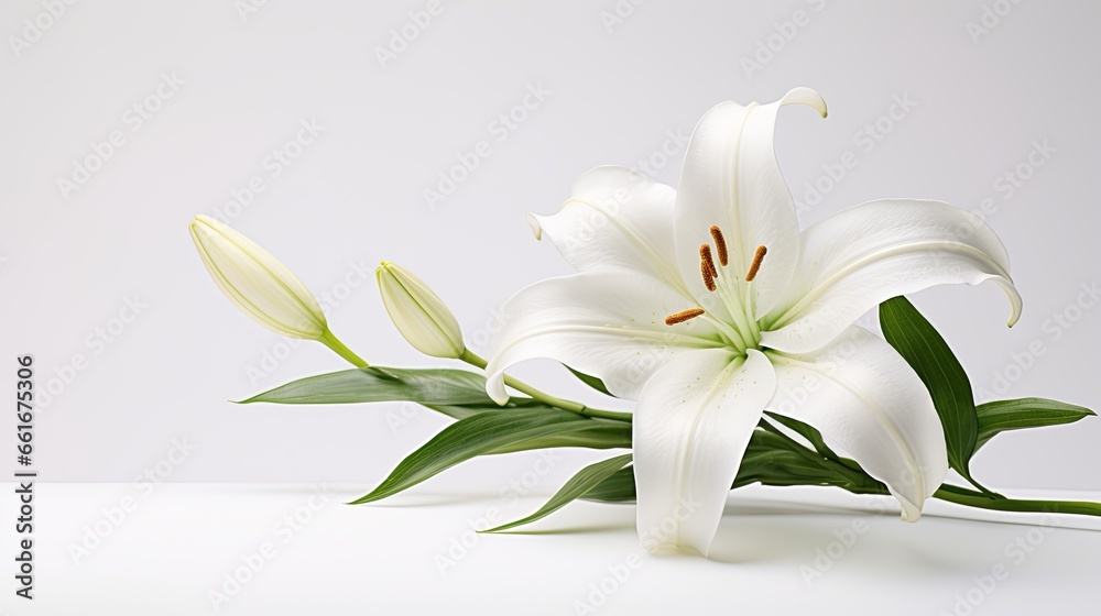 Portrait beautiful white lily flower isolated on white background AI Generative