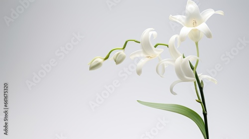 Portrait beautiful white orchid flower isolated on white background AI Generative