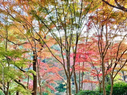 Colorful japanese maple trees change color Autumn period in the botanical garden