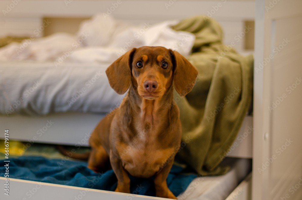Close-up of brown dachshound surprised with upside-down bed