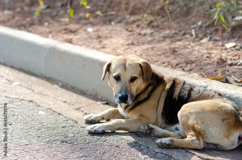 close-up of stray dog with scars on the street close-up of stray dog with scars on the street