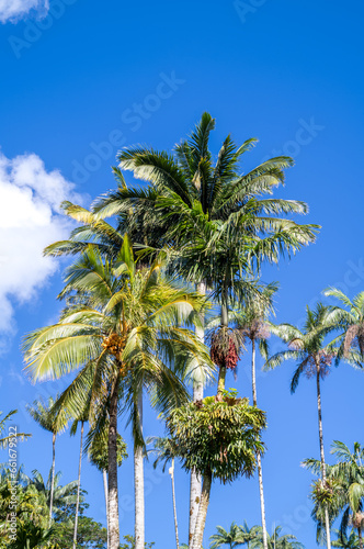 Ripening Clusters of Dates on Palm Trees Under Blue Sky.