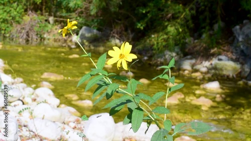 Helianthus laetiflorus,Cheerful or Perennial sunflower,flowering plant in the Asteraceae family,in a sunny October day on Mollarino Riverside,in Atina,Frosinone,Lazio,Italy photo