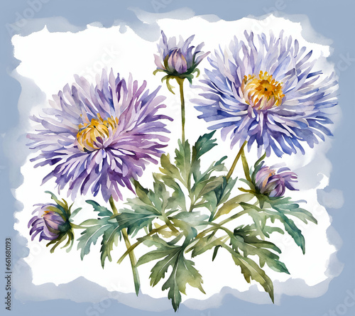 Asters flower with leafs, pastel watercolor drawing