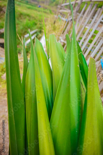 Furcraea foetida    Giant Cabuya     Green-aloe or    Mauritius-hemp  is a species of flowering plant native to the Caribbean and northern South America.