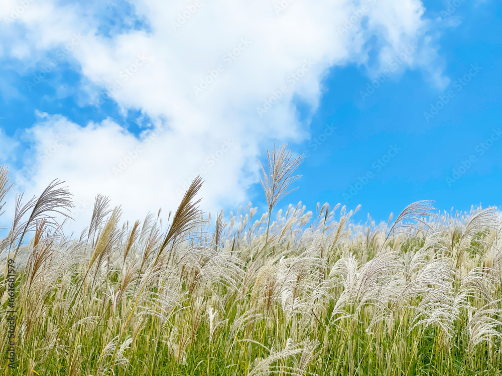 Fototapeta premium 秋景色 風に揺れるススキの穂と青空
