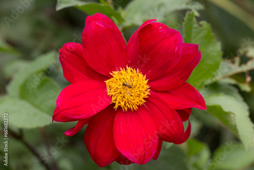 RED FLOWER WITH BEE