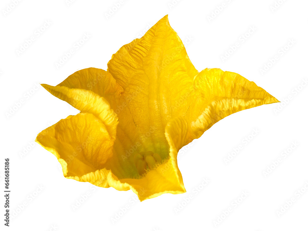 Fototapeta premium yellow flower isolated on white, png