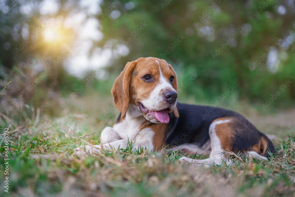 A  tri-color beagle puppy lying on the green grass outdoor.