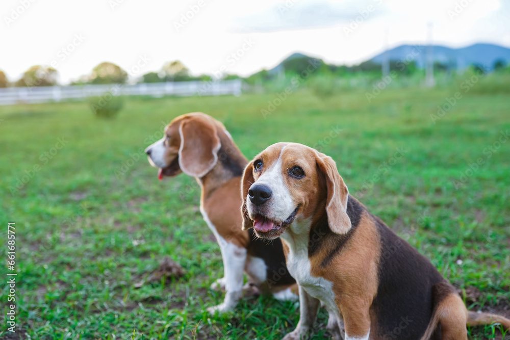 Two tri-color beagle dogs are relaxing, they are sitting on the grass,one looking at something in side and another looking at the camera .
