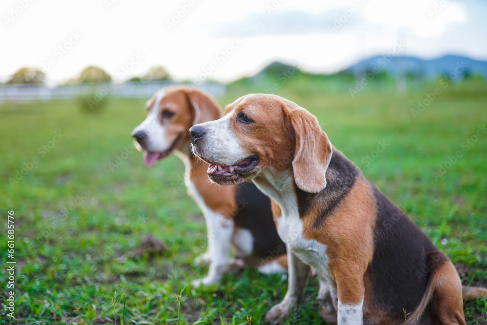 Two tri-color beagle dogs are relaxing, they are sitting on the grass  and  looking at something in front while they are in the farm.