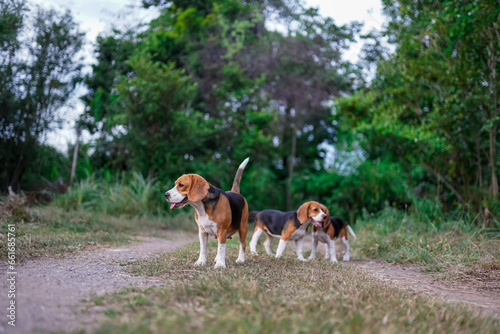 A cute tri-color beagle dog mother and her two puppies looking on something in front of them while playing on the yard.