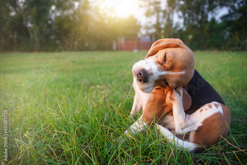 An adorable beagle dog scratching body outdoor on the grass field.
