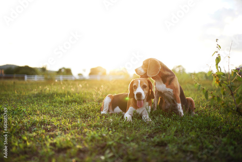 Two tri-color beagle dogs are relaxing, they are lying on the grass looking at something in front  in the farm in evening  under golden sun flare . Selective focus.